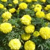 萬壽菊批發-性價比高的萬壽菊就在誠諾花卉苗木